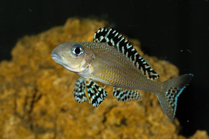 Xenotilapia papilio 'Tembwe Deux'